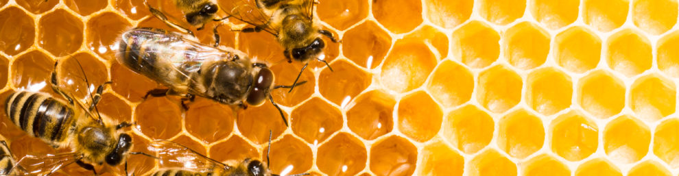 Close up view of the working bees on honeycells. © @smaglov via Depositpotos